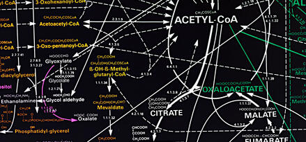 A scientific diagram of molecular structure.